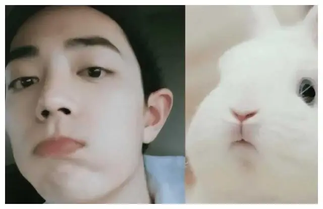 最迷人的猫系女神是谁_娱乐圈动物系明星排名_娱乐圈长得很像的明星